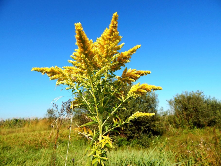 Золототысячник розга Золотая
