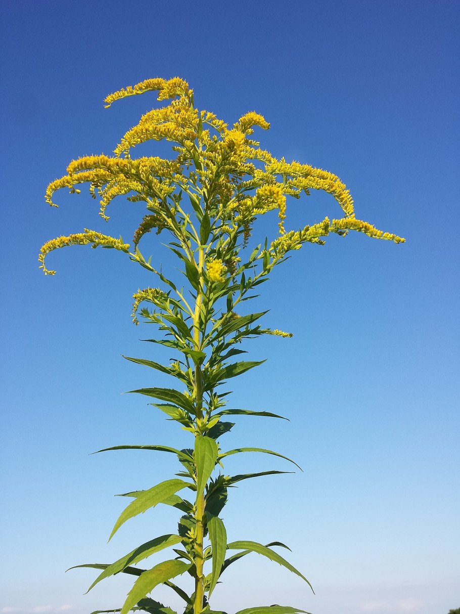 Солидаго канадский (Solidago canadensis &#96;Cloth of Gold&#96;)