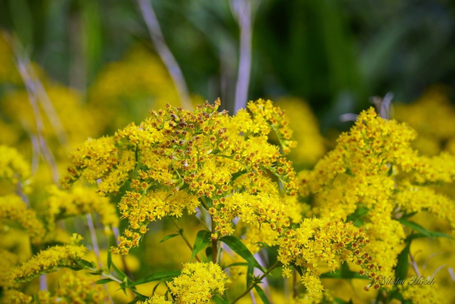 Амброзия золотарник