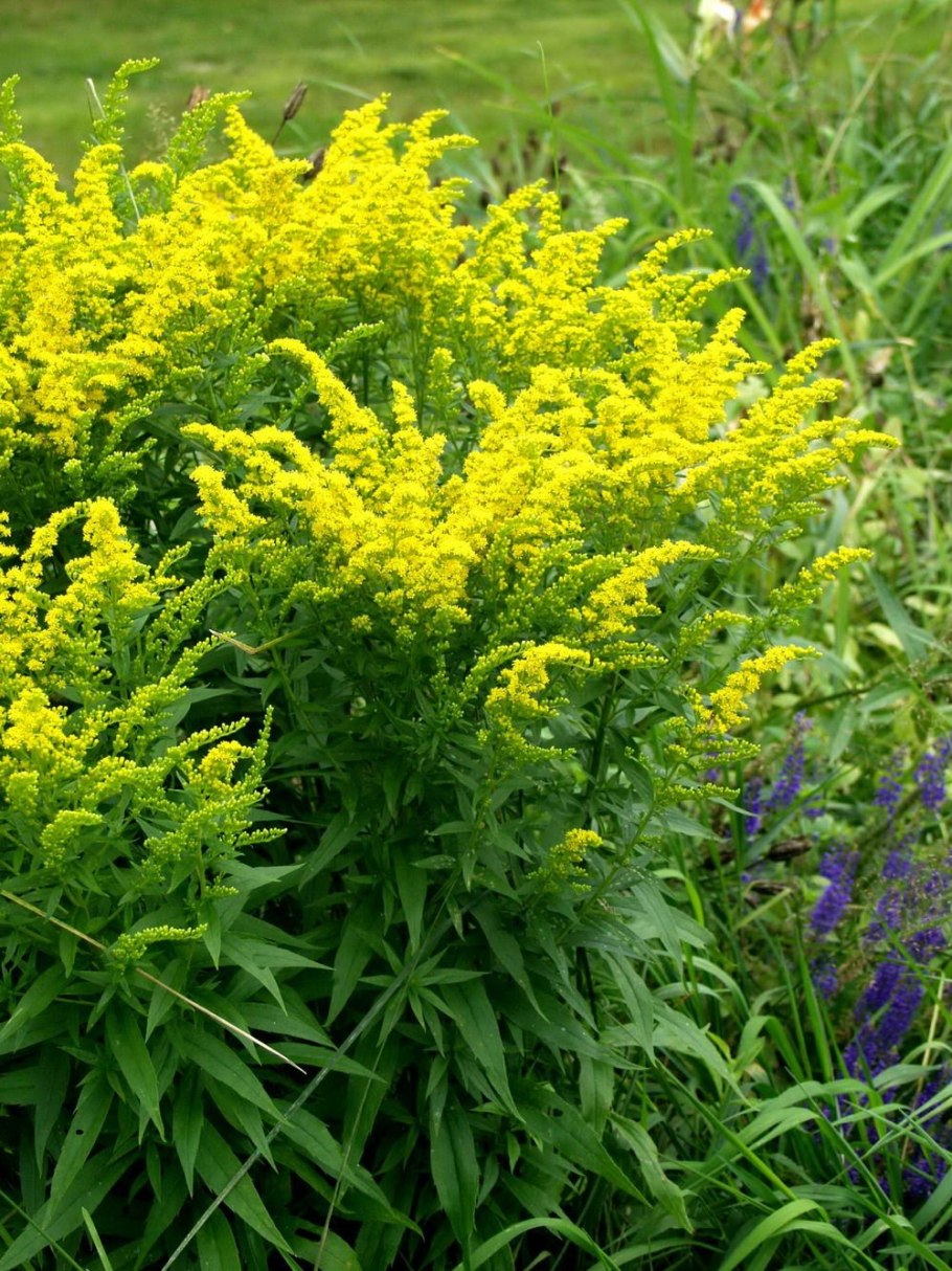 Золотарник обыкновенный (Solidago virgaurea