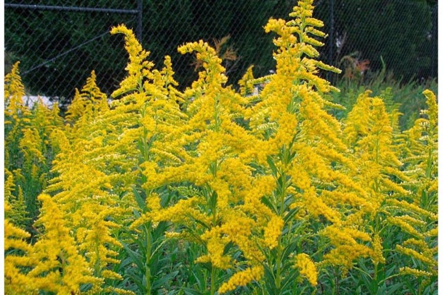 Золотарник Жозефина