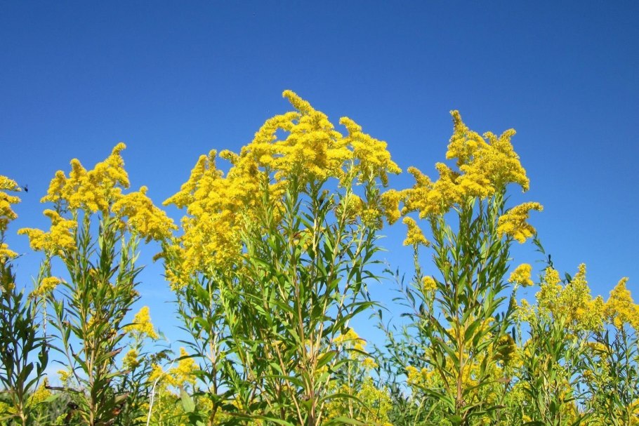 Solidago 'Goldzwerg'