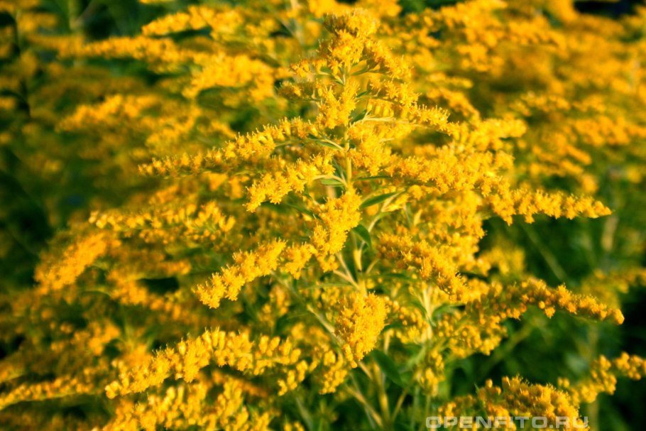 Золотарник канадский (Solidago canadensis l.)