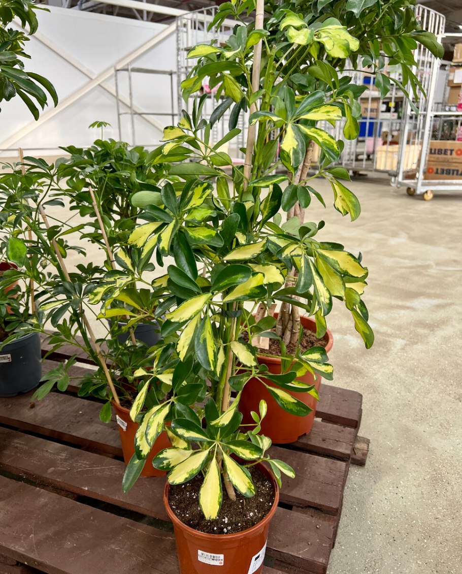 Филодендрон или монстера отличия