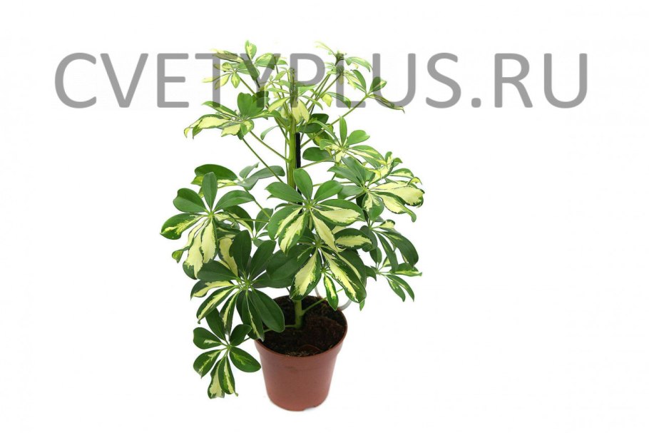 Монстера Филодендрон хамедорея