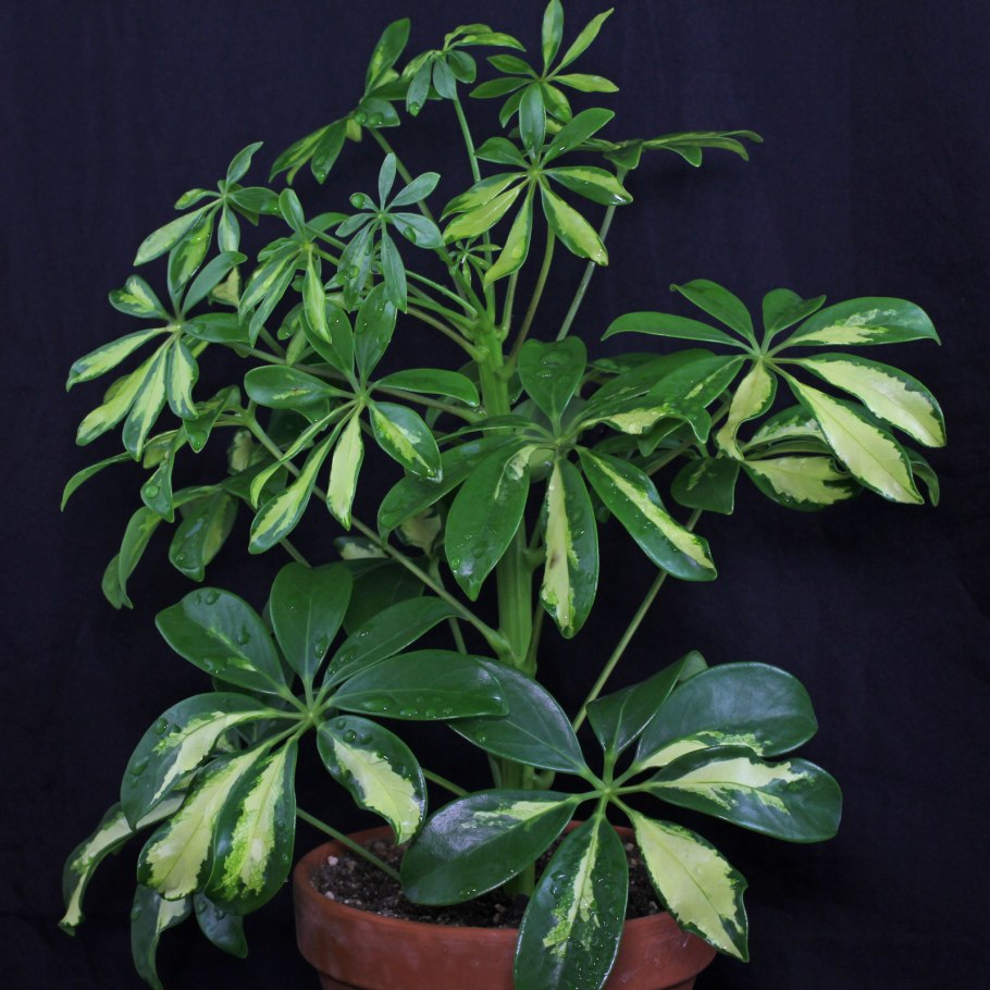 Шеффлера Джемини