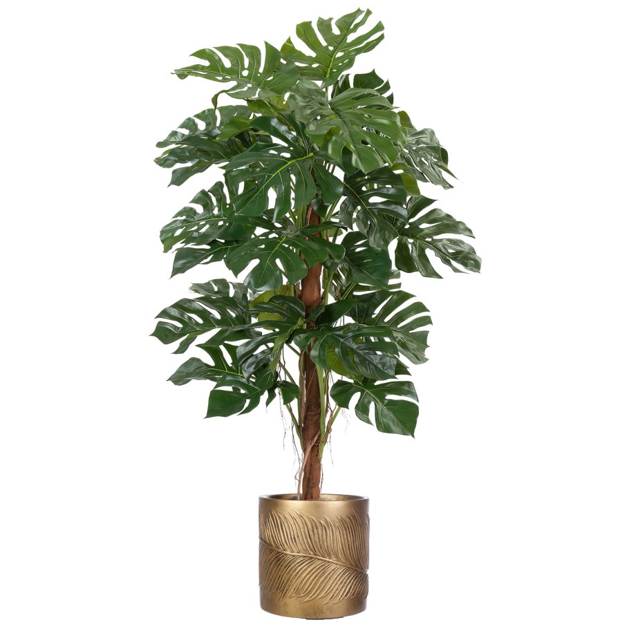 Цветок Шеффлера что приносит в дом