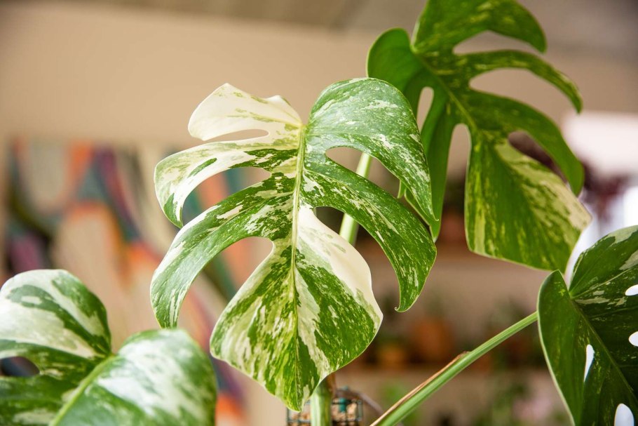 Монстера деликатесная (Monstera deliciosa)