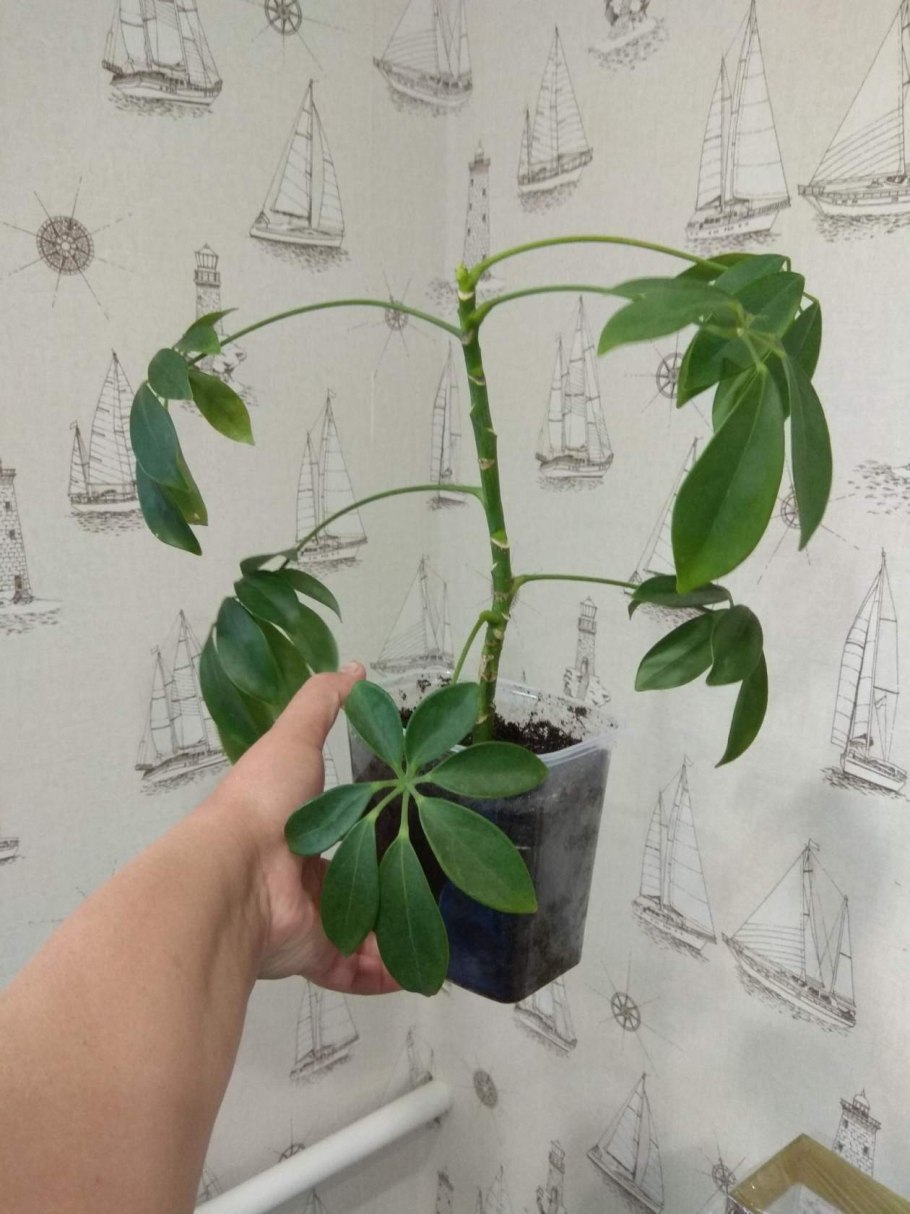 Nerium Oleander 3d модель