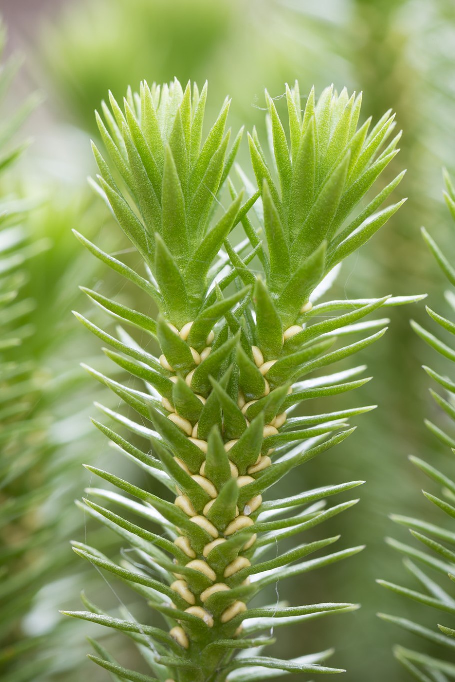 Баранец обыкновенный (Huperzia selago)