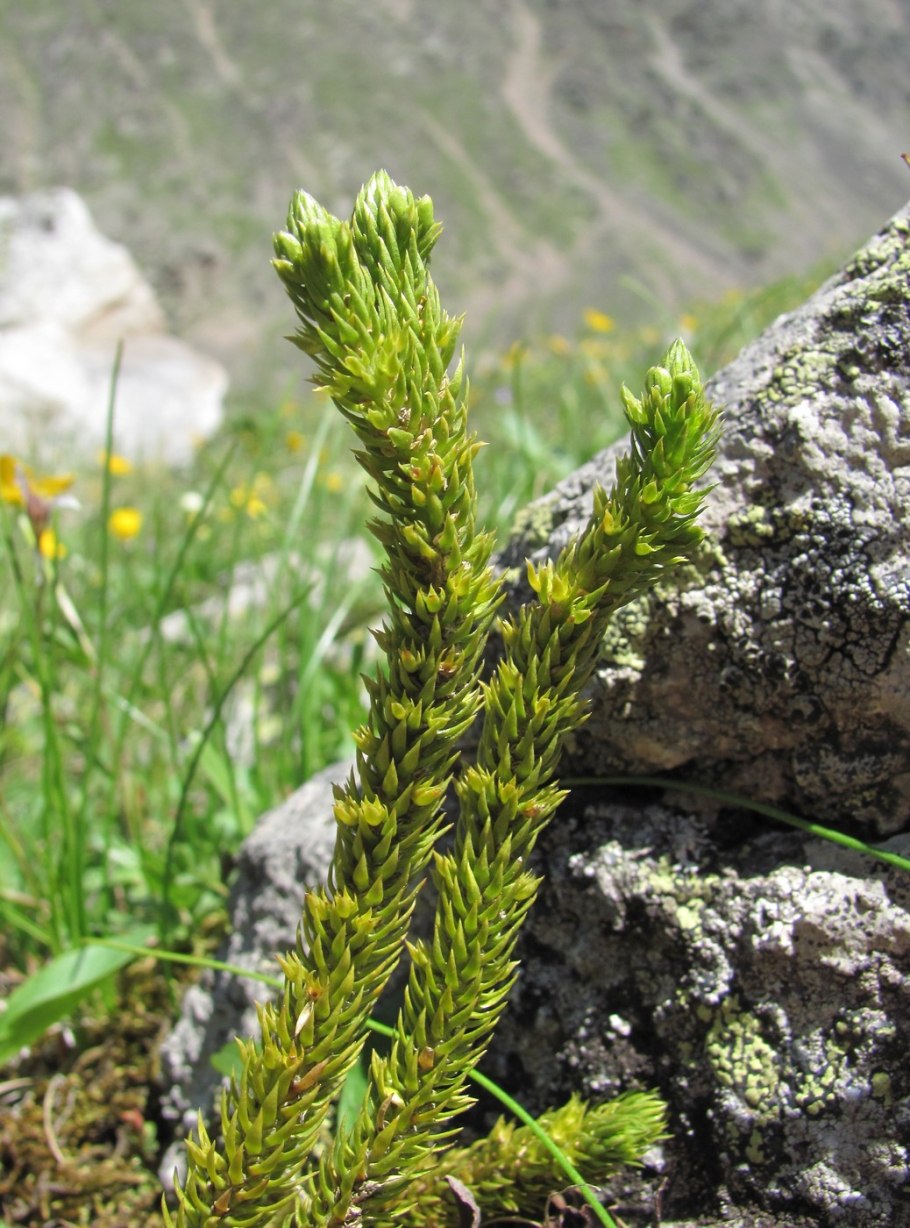 Плаун Баранец трава