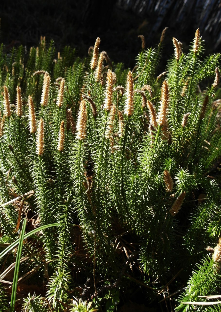 Плаун годичный Lycopodium annotinum l. 2