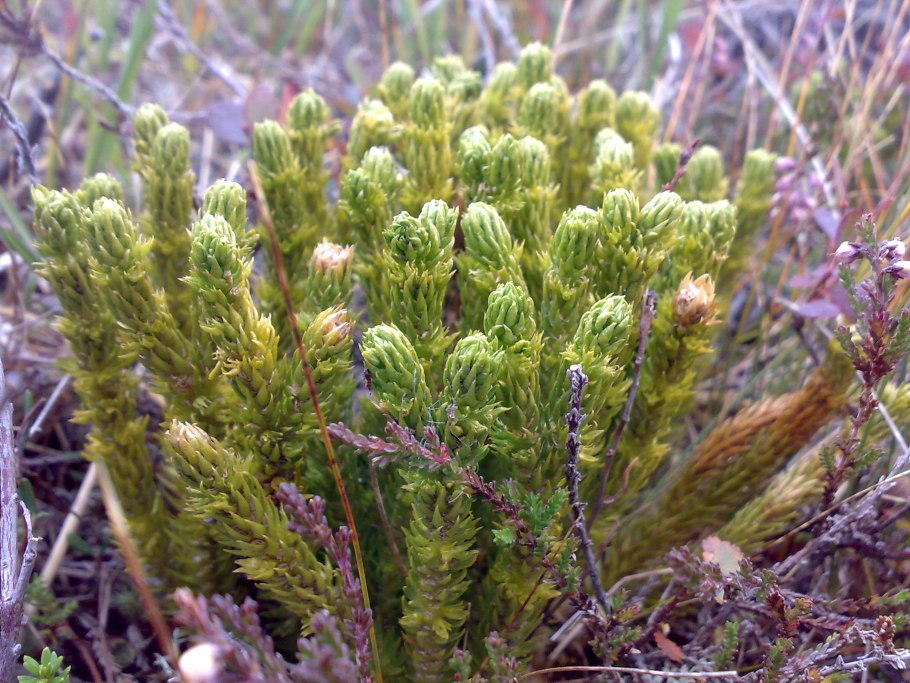 Баранец обыкновенный фото