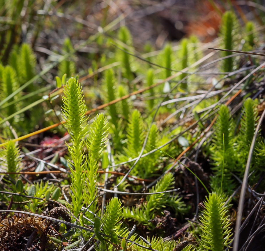 Плаун синагинеларисунок