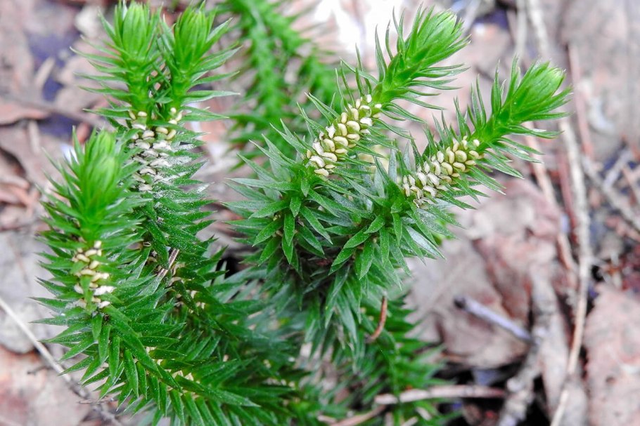 Колосок Lycopodium clavatum