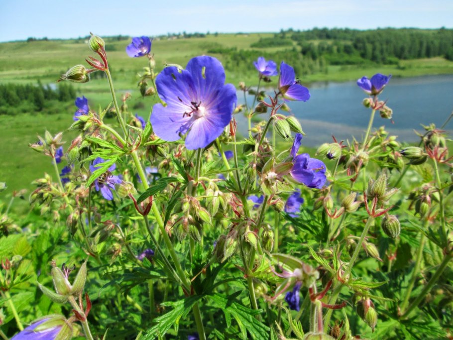 Герань Полевая