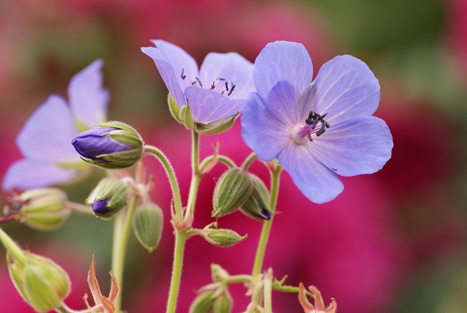 Герань Садовая Вариегата