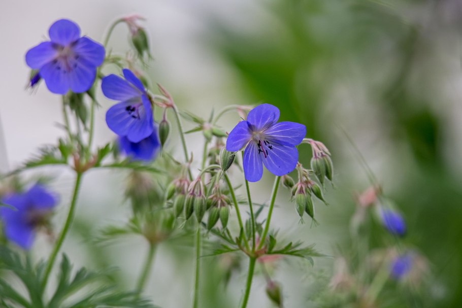 Герань Луговая журавельник