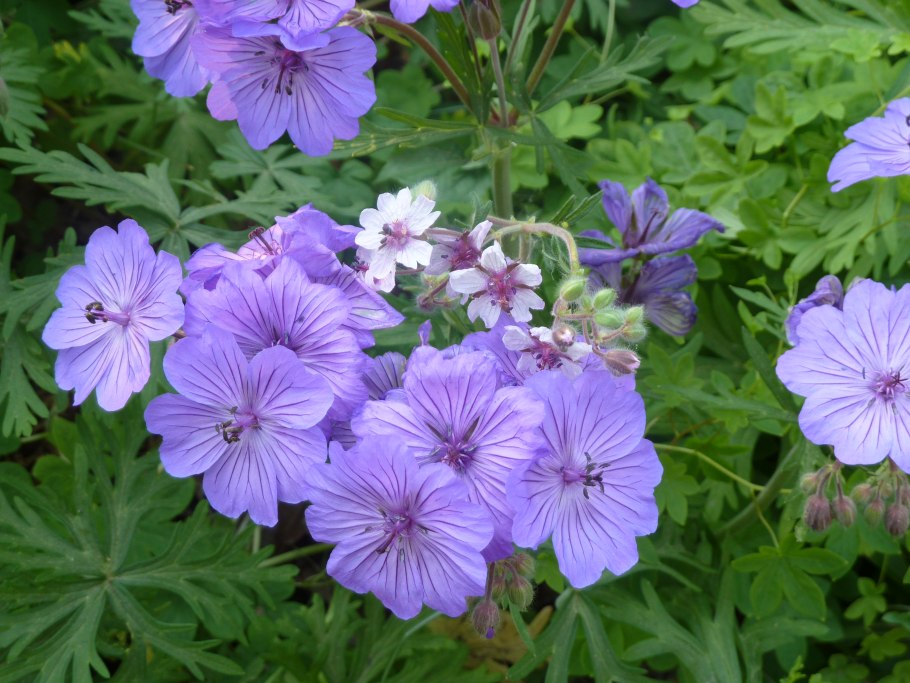 Герань Луговая Plenum violaceum