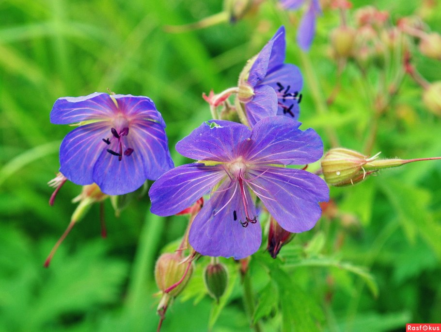 Барвинок герань Луговая