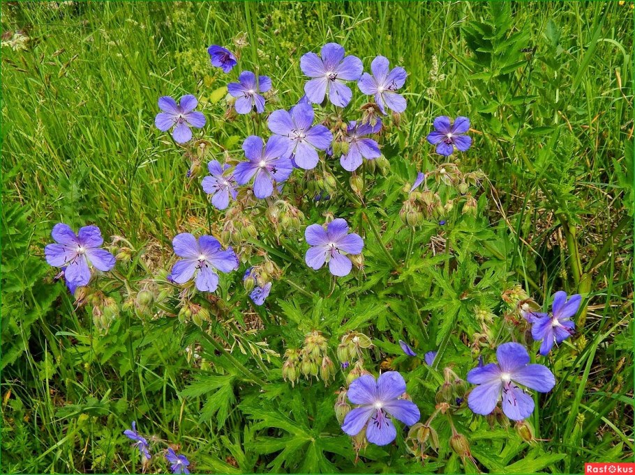 Герань Луговая