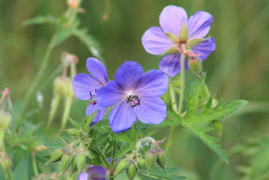Герань Луговая Cluden