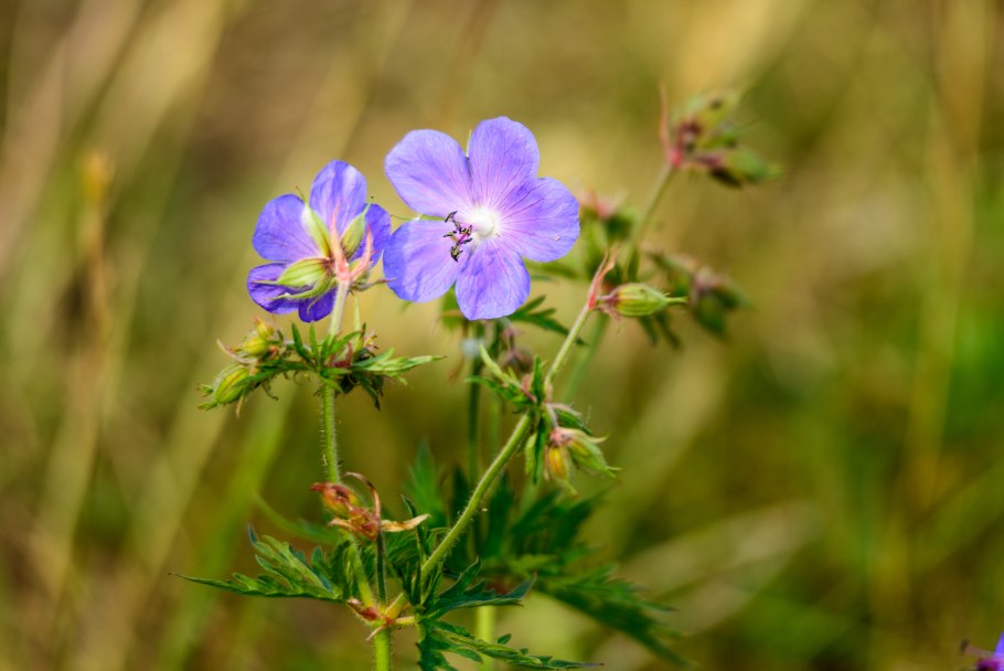 Geranium pratense растение
