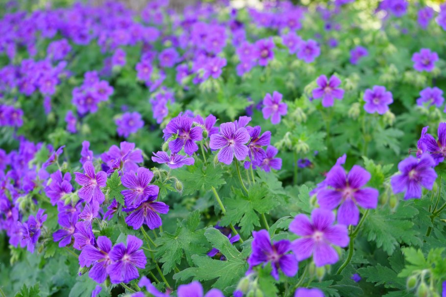 Герань Луговая журавельник