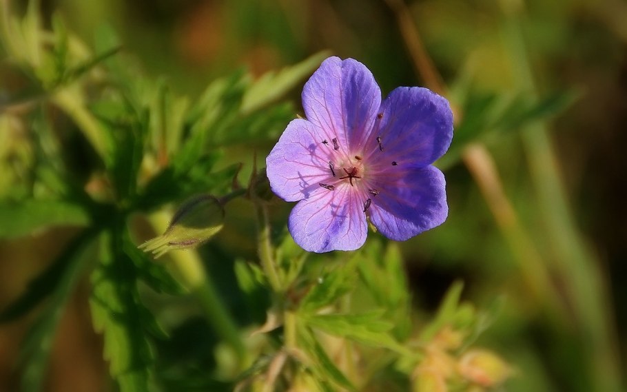 Герань Луговая Geranium pratense l.