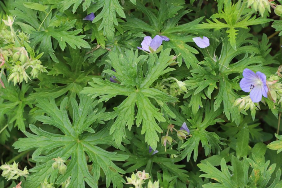 Герань Дикая Луговая