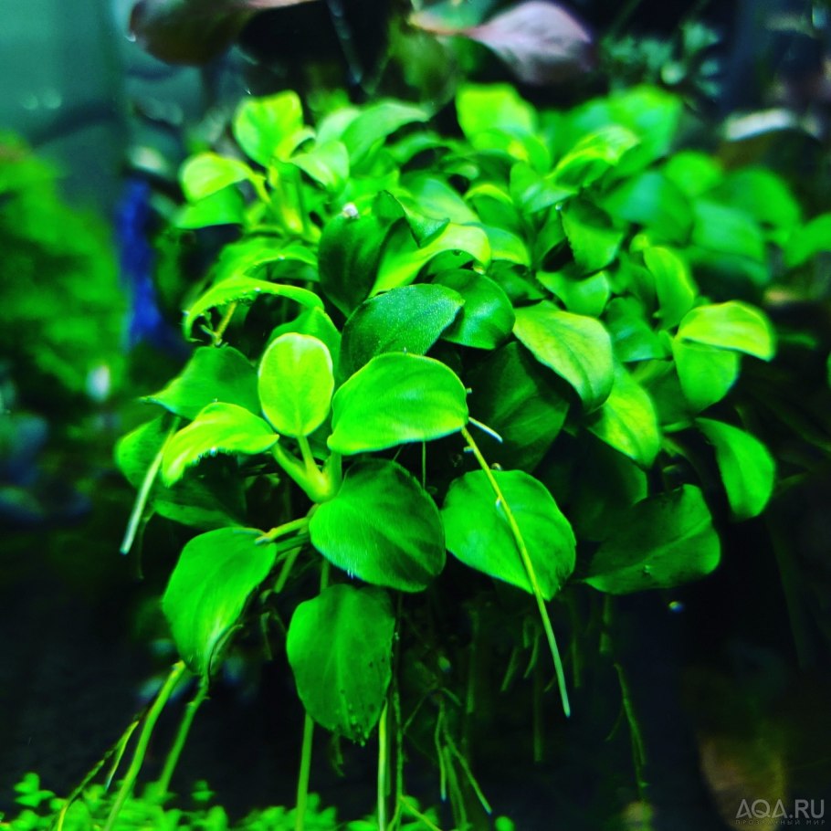 Анубиас Нана