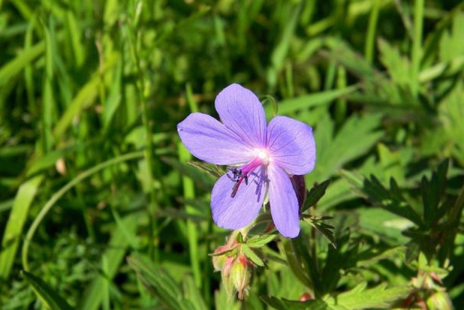 Герань Луговая Вайолет