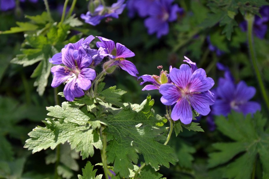 Герань Луговая Сплиш Сплэш