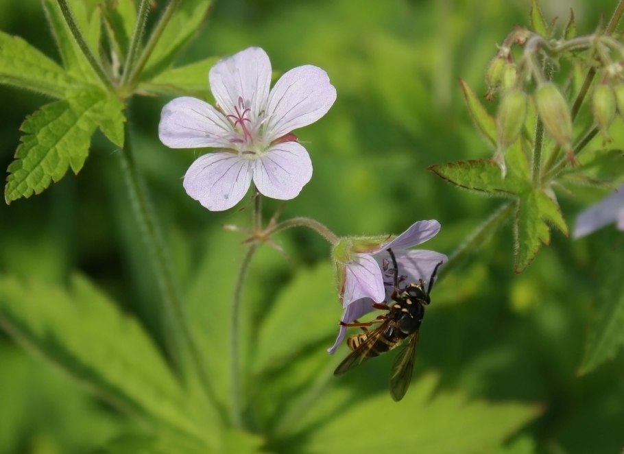 Geranium pratense New Dimension