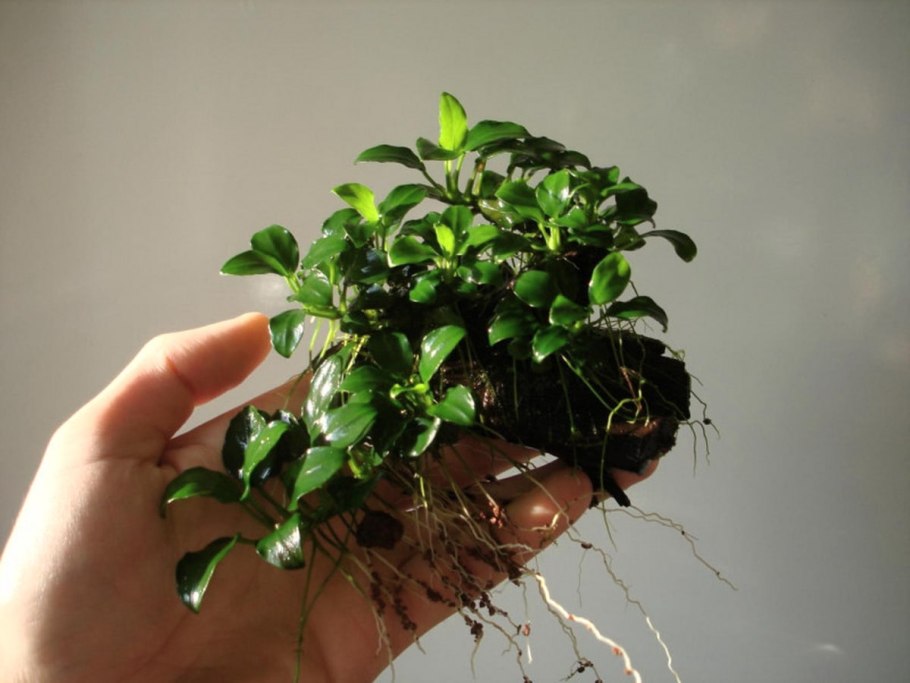 Анубиас бартера Нана