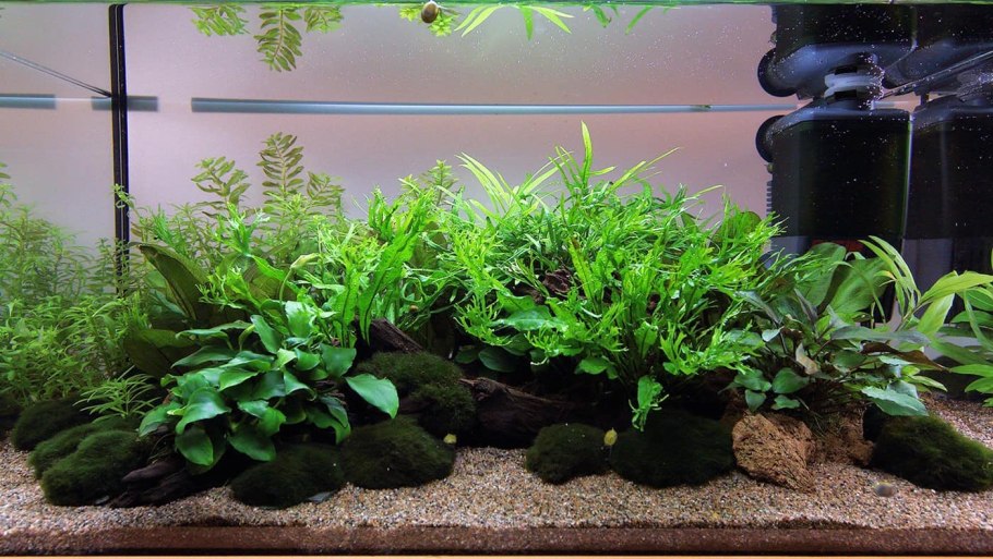 Анубиас бартери Нана (Anubias barteri var. Nana