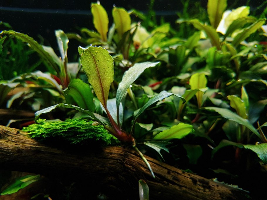 Буцефаландра вендта