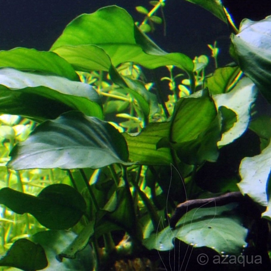 Анубиас аквариумное растение цветет