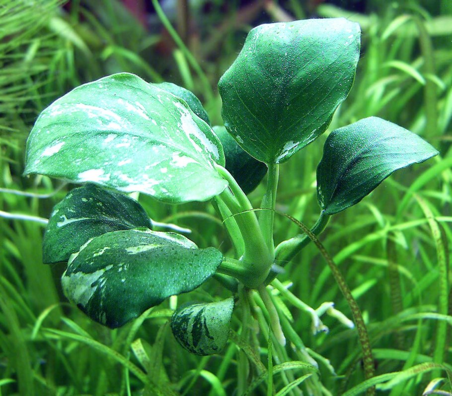 Анубиас гигантский Anubias gigantea