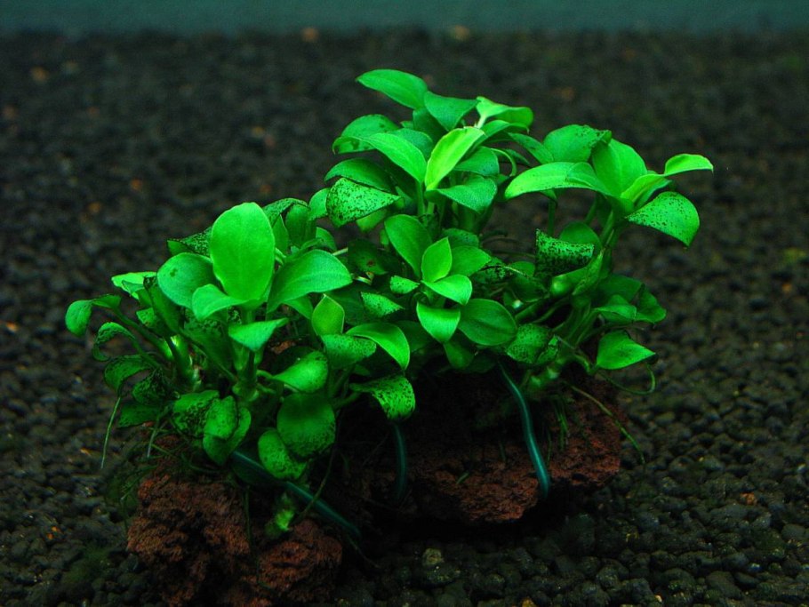 Анубиас Нана