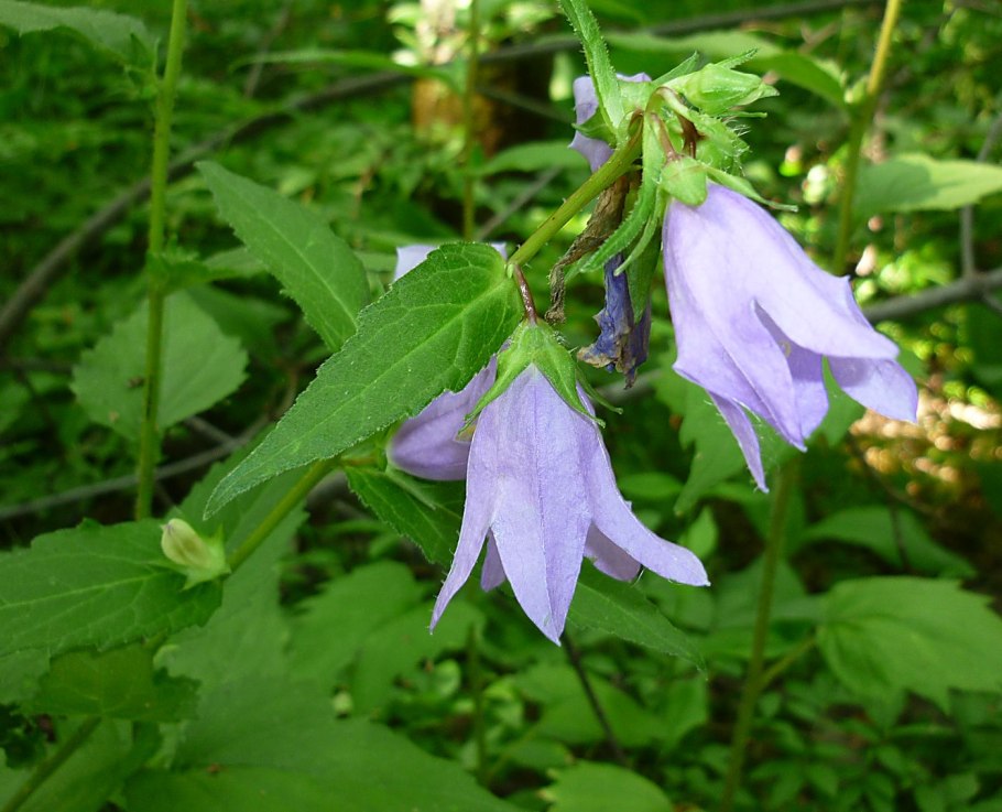 Колокольчик Campanula latifolia