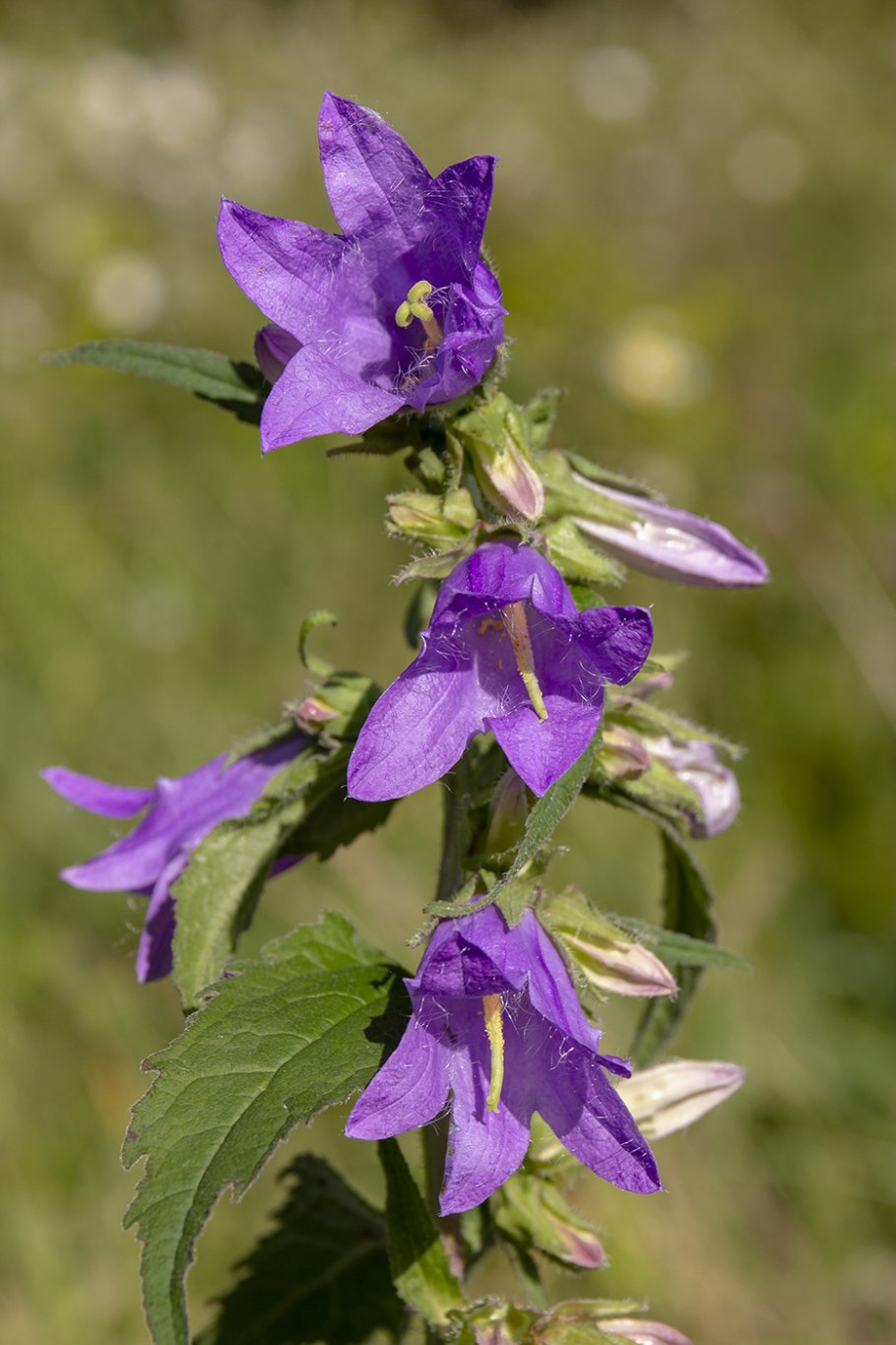 Колокольчик Болонский Campanula Bononiensis