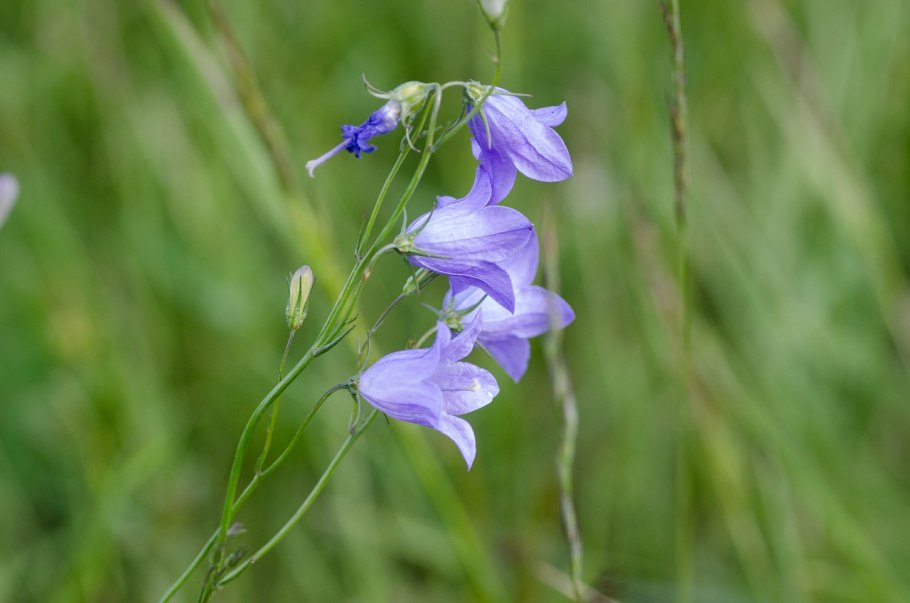 Колокольчик широколистный (Campanula latifolia)