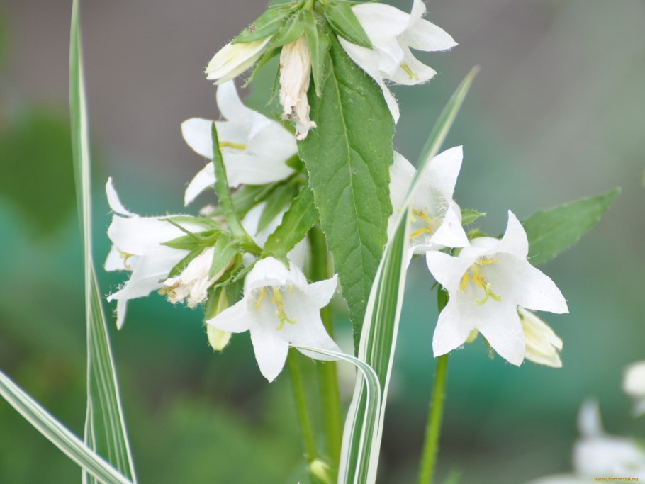 Колокольчик Лесной цветок