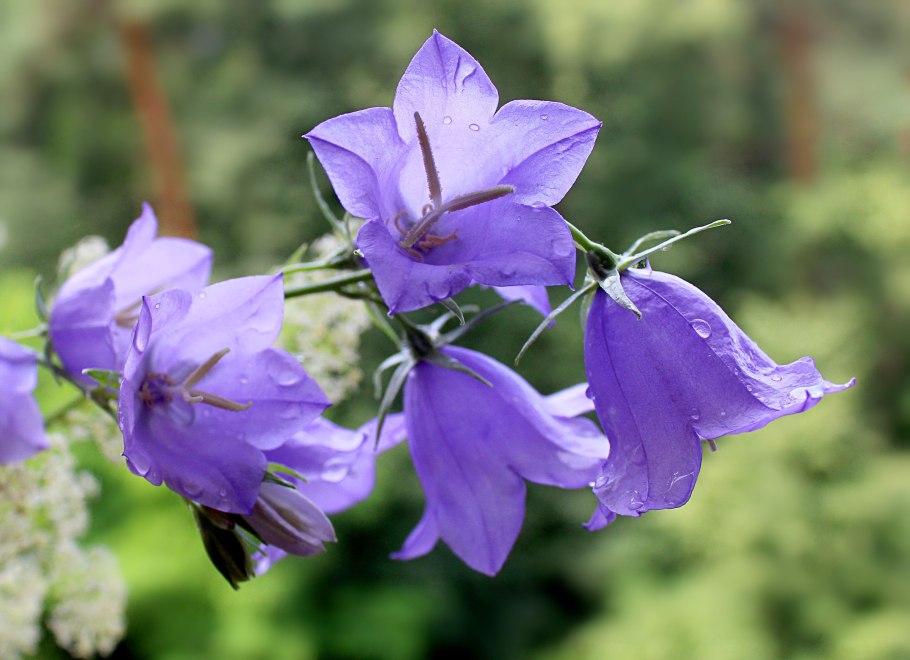 Широколистный колокольчик