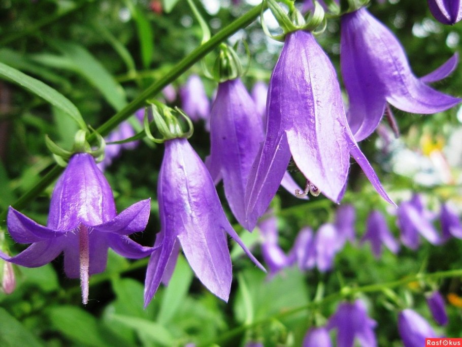 Колокольчик гибридный Фрэй