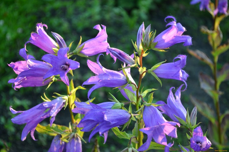 Колокольчик крапиволистный Бернис