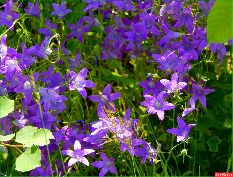 Колокольчик Campanula latifolia