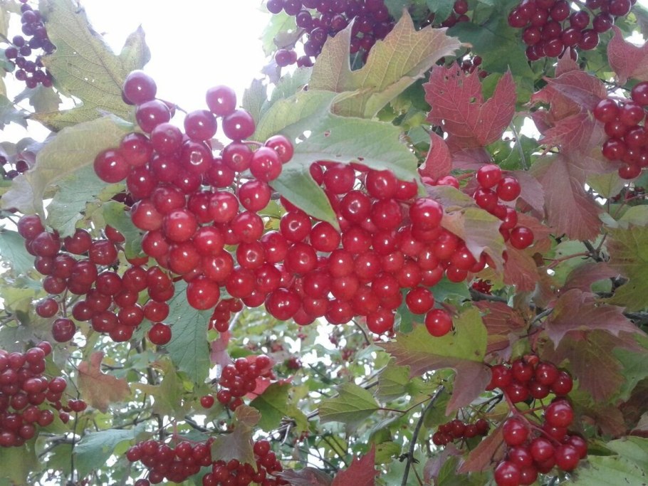 Калина Лесной кустарник