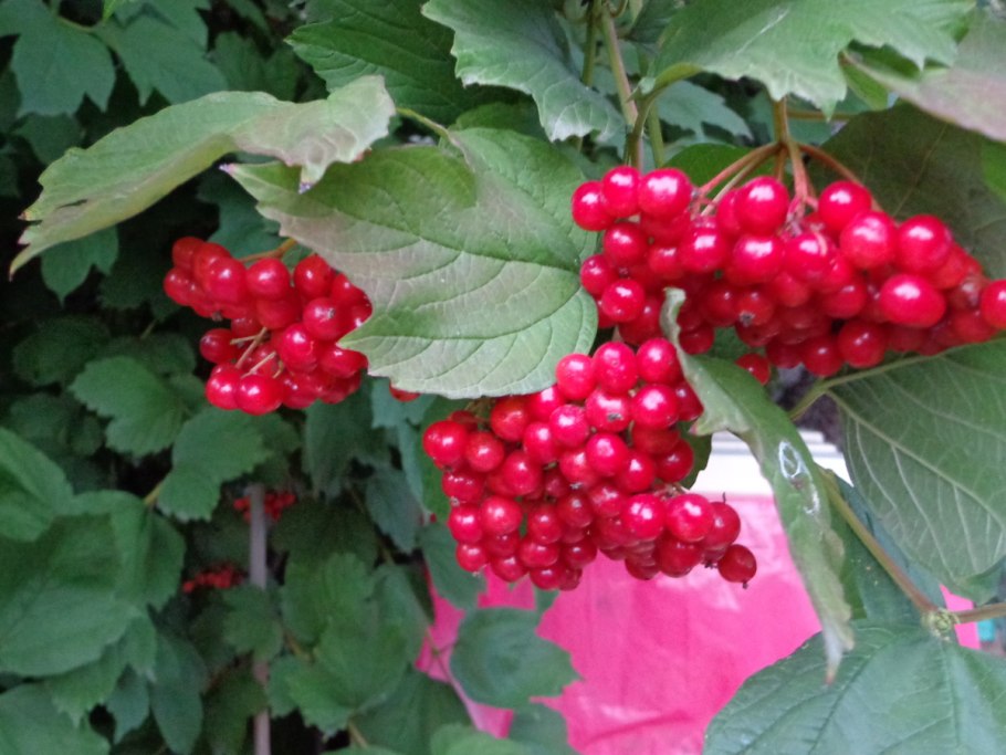 Калина обыкновенная, гордовина